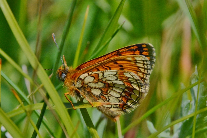 Melitaea varia? S